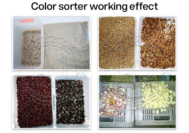rice color sorter working effect-rice mill plant